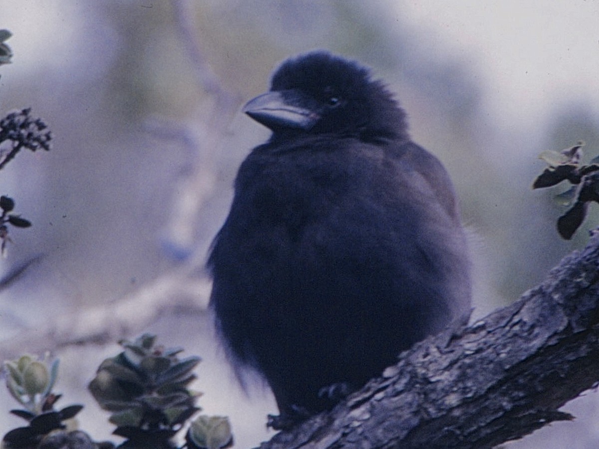 Hawaiian Crow - Corvus hawaiiensis - Birds of the World