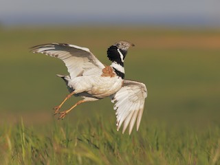  - Little Bustard