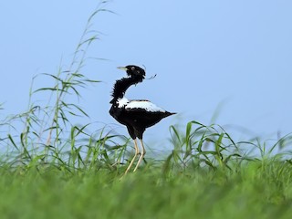  - Lesser Florican