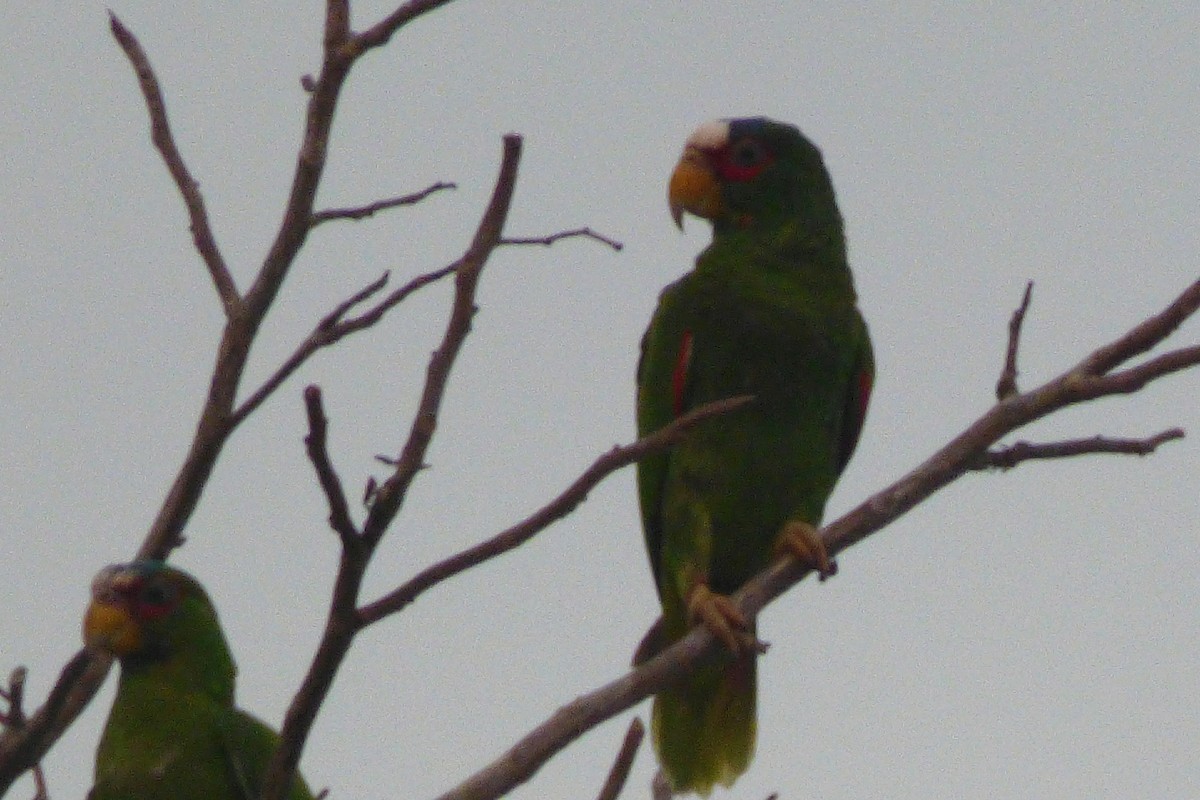 White-fronted Parrot - ML30599681