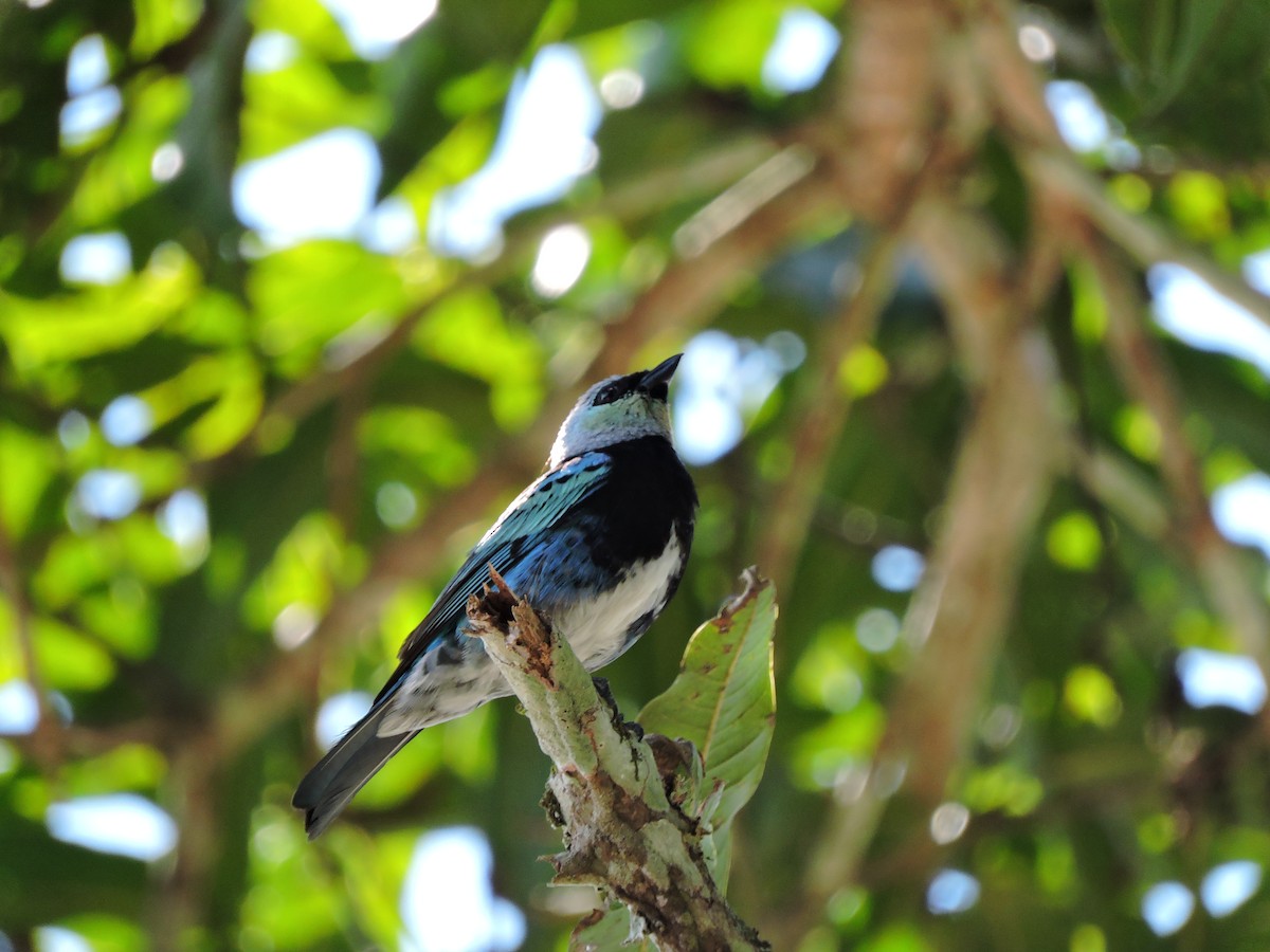 Masked Tanager - ML30599761