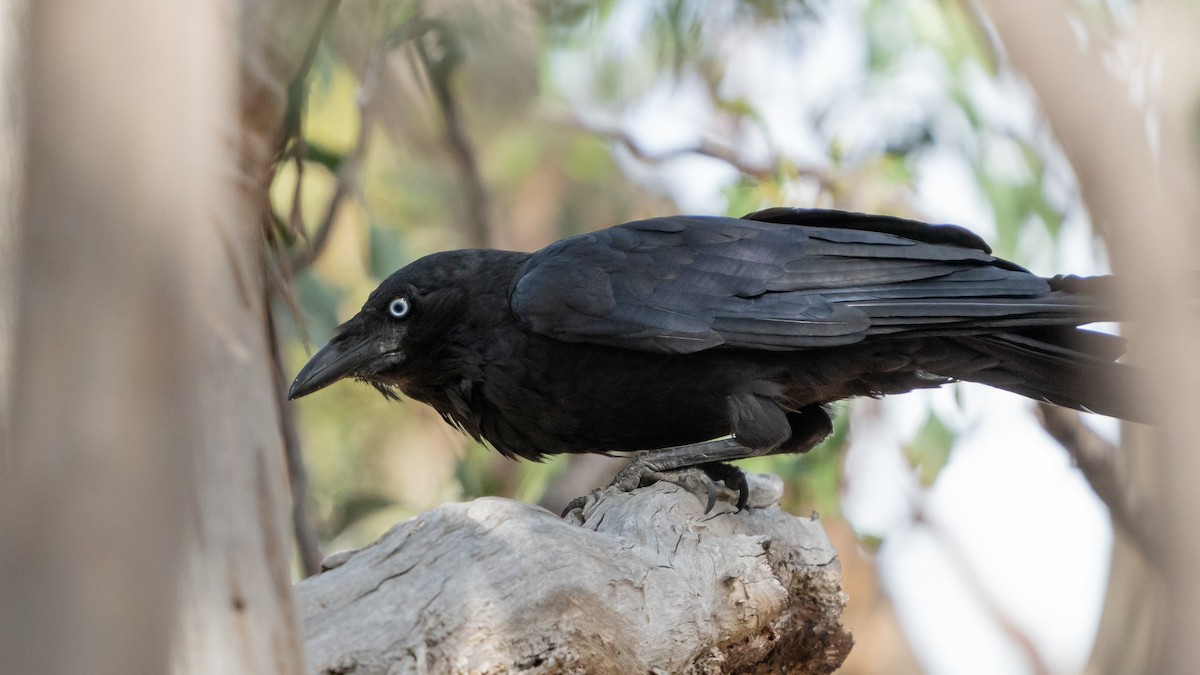 Australian Raven - Duke N