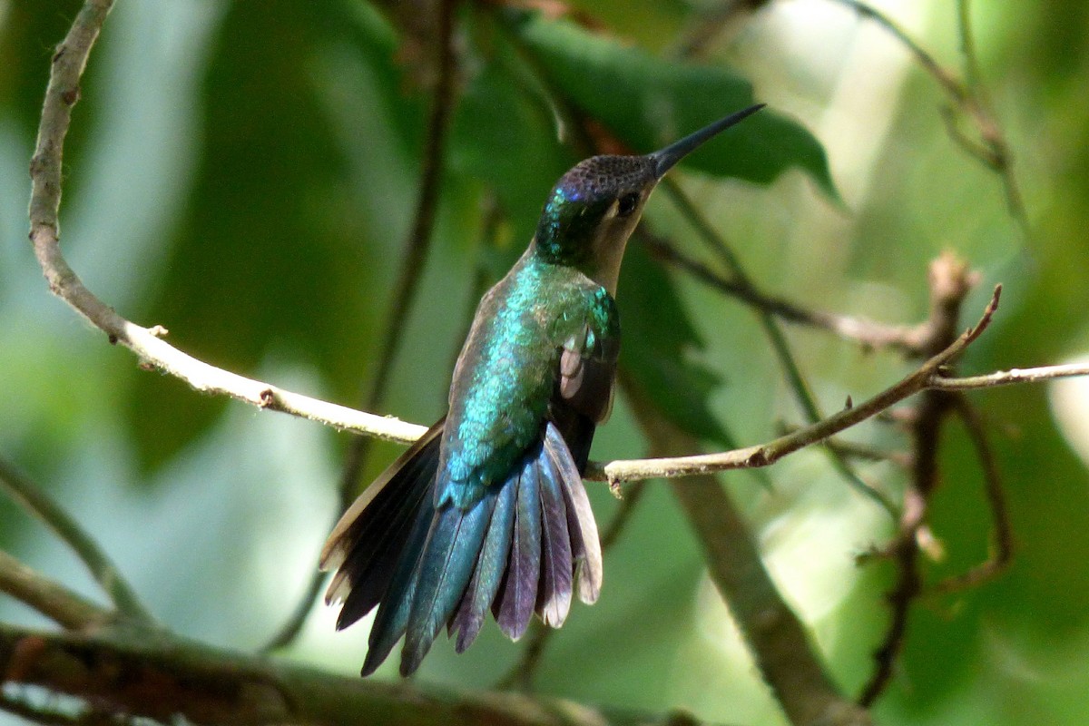 kolibřík klínoocasý - ML30599941