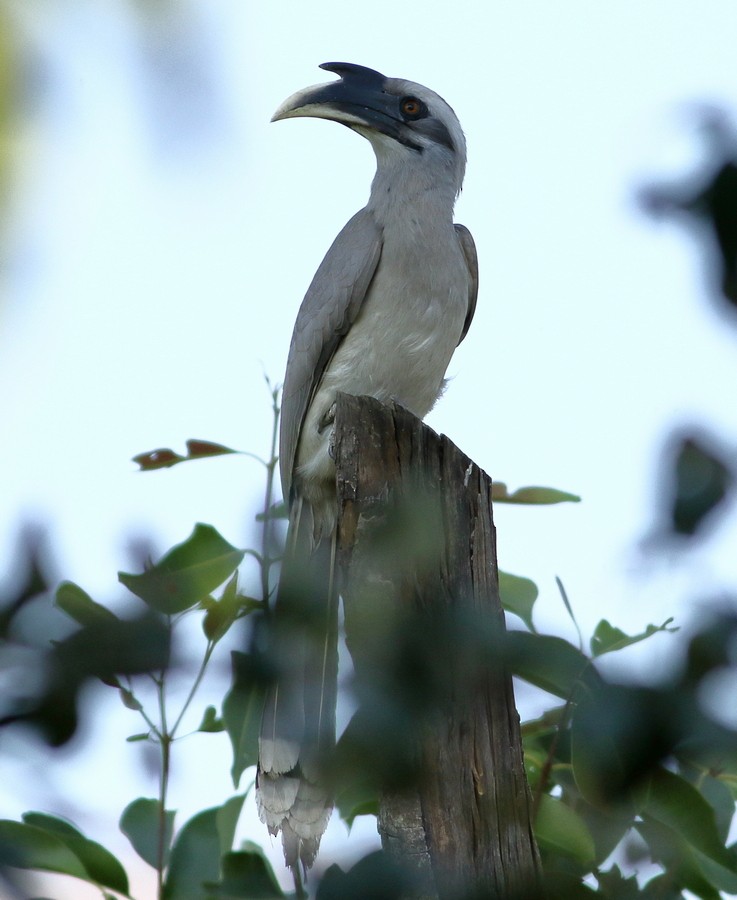 Indian Gray Hornbill - Ains Priestman