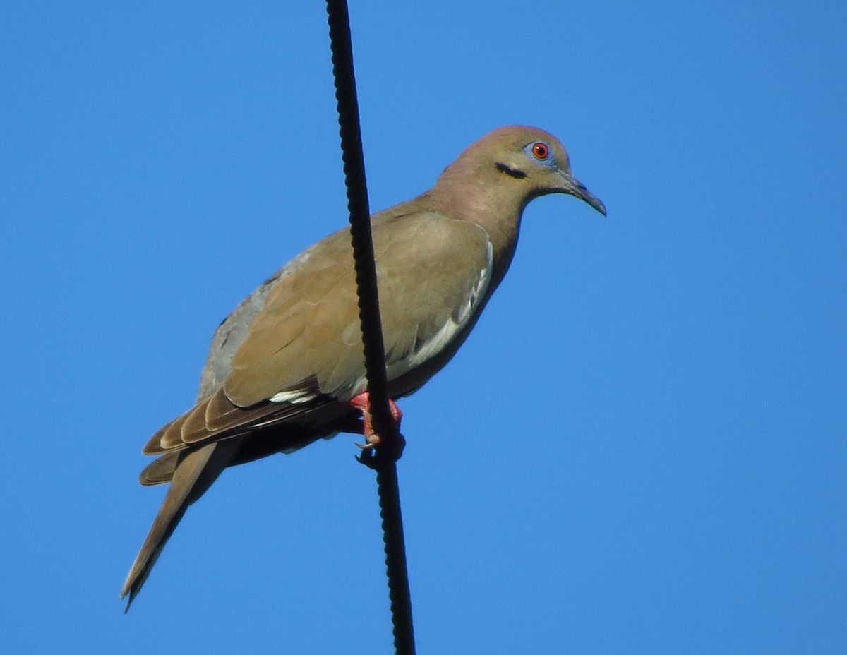 White-winged Dove - Susan Young