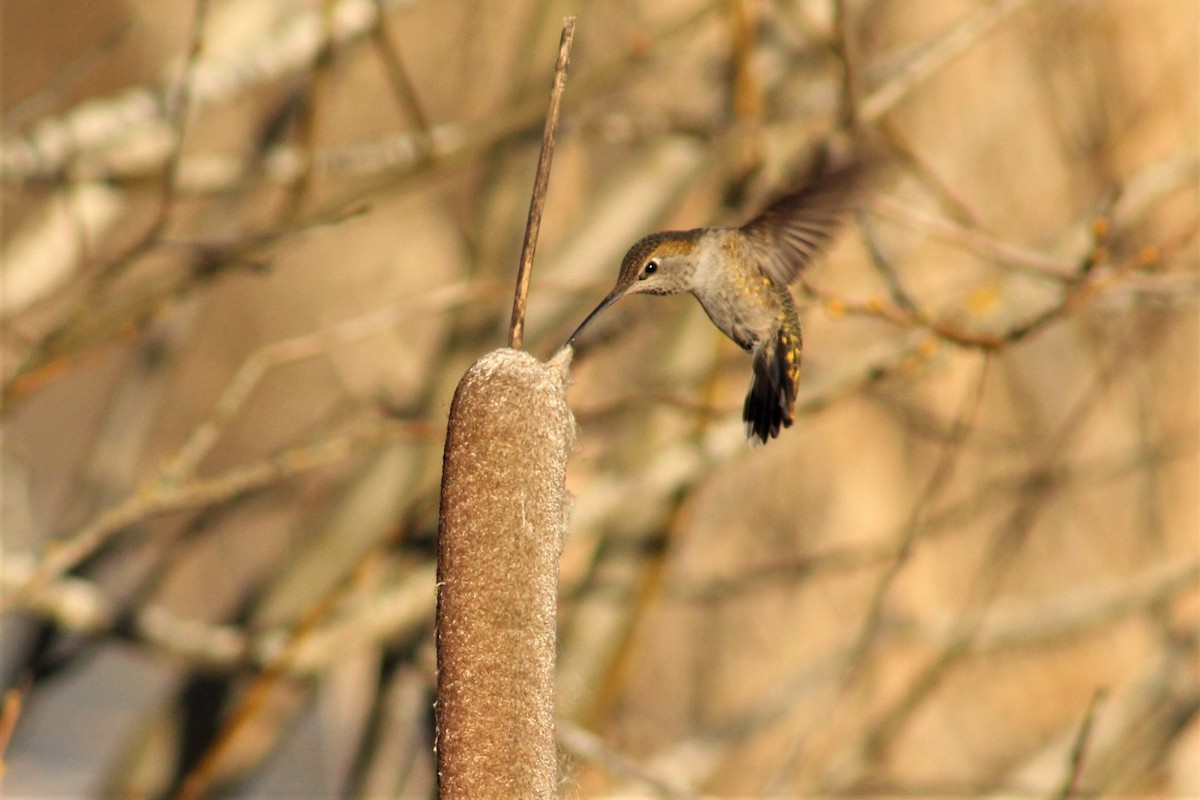 Anna's Hummingbird - Colton Veltkamp