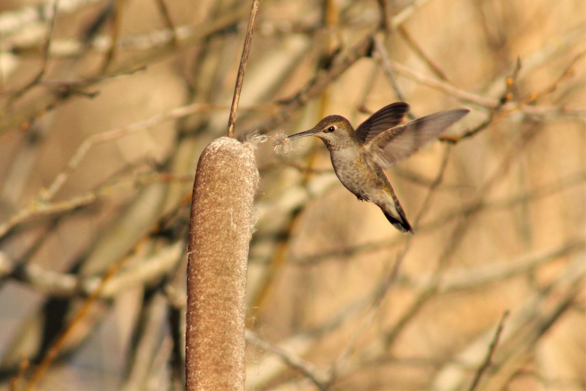 Anna's Hummingbird - ML306003861