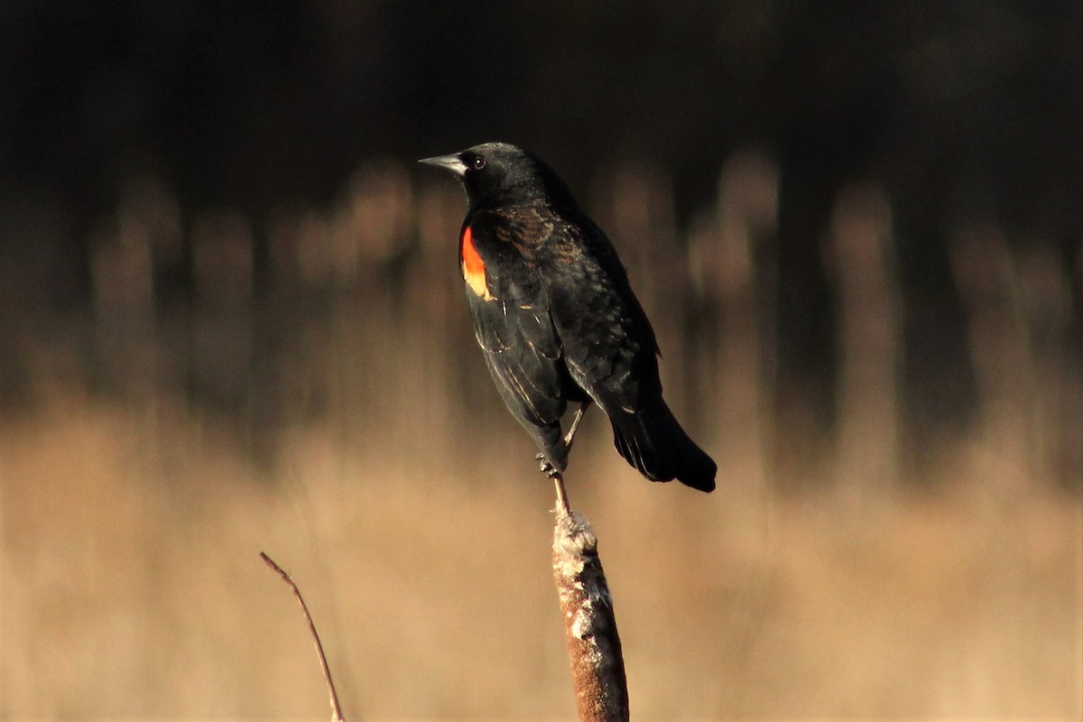 Red-winged Blackbird - Colton Veltkamp