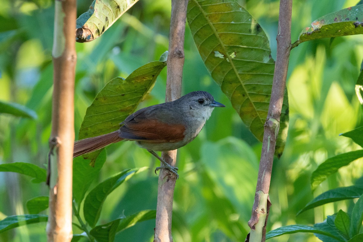 Plain-crowned Spinetail - ML306007781
