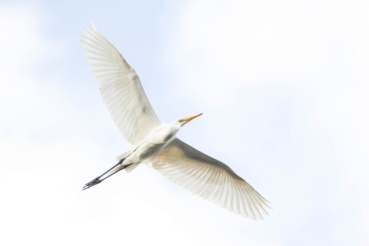 Great Egret - Ged Tranter
