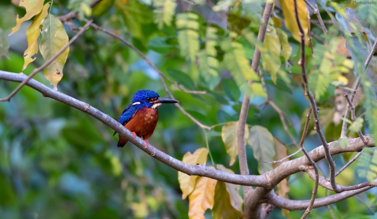Blue-eared Kingfisher - Sushant Jadhav