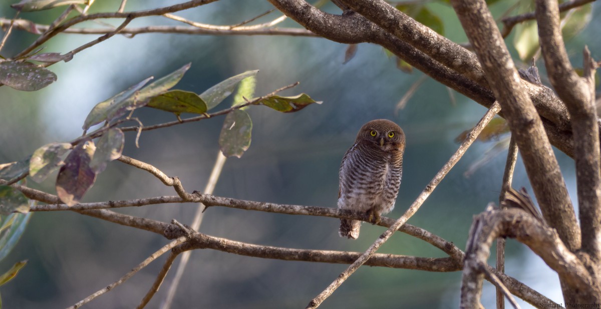 Jungle Owlet - Sushant Jadhav