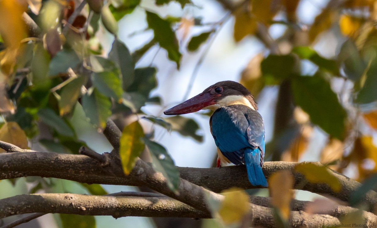 Stork-billed Kingfisher - Sushant Jadhav