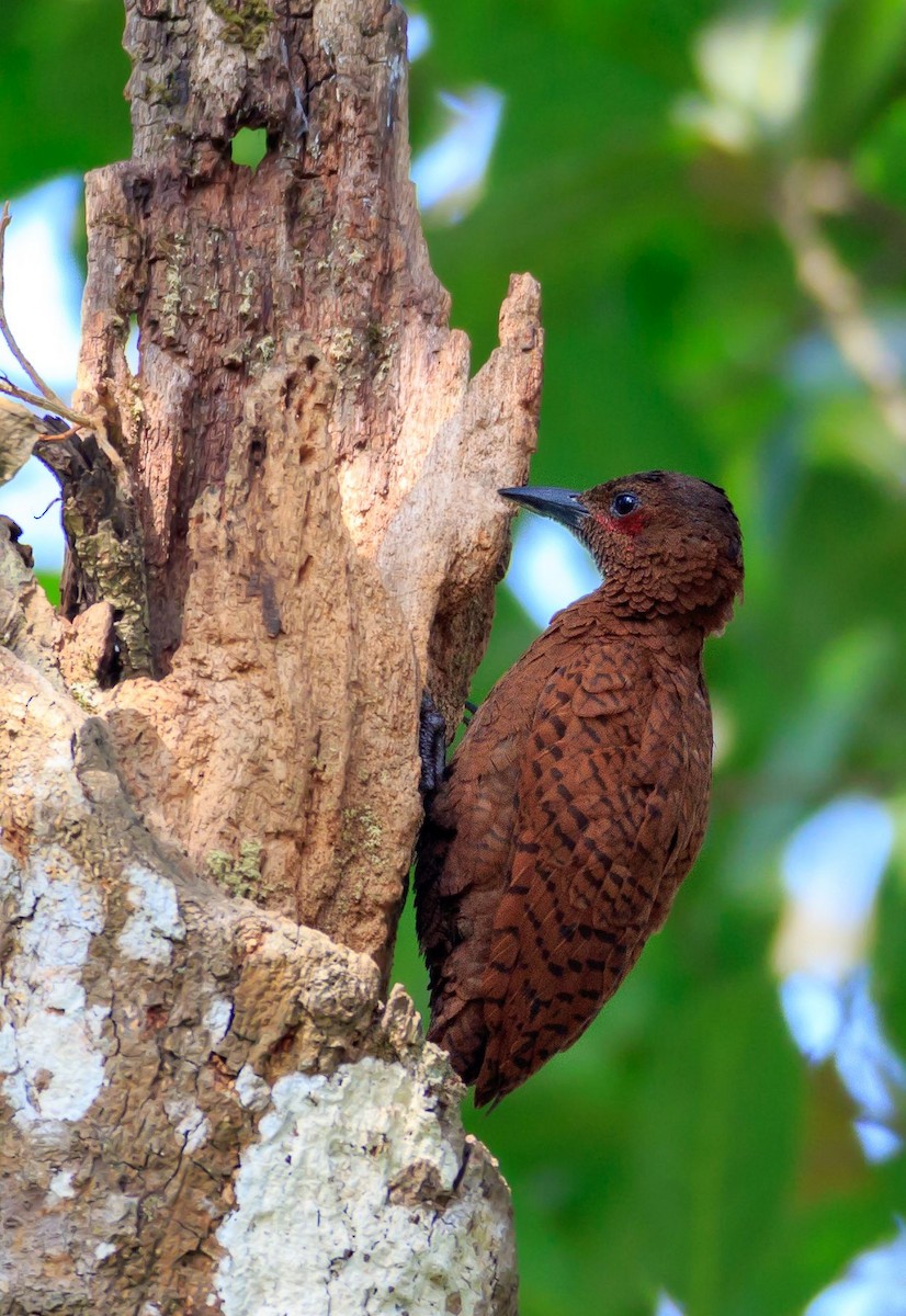 Rufous Woodpecker - ML306011901