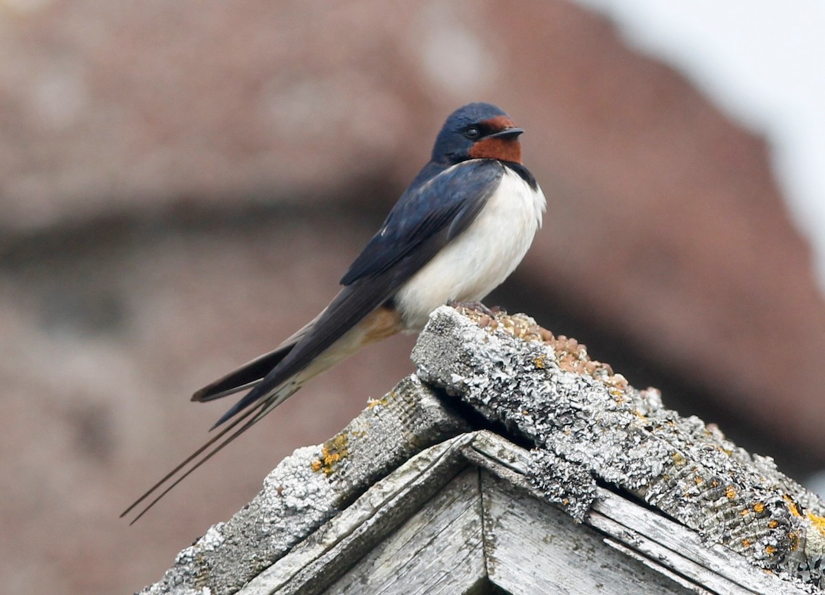 Barn Swallow (White-bellied) - Stephan Lorenz