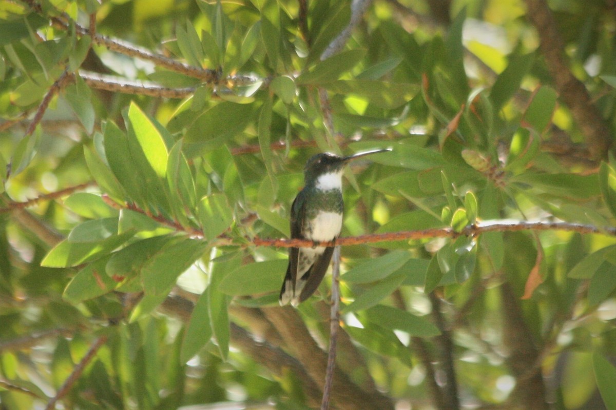 White-throated Hummingbird - Rosemary Scoffield