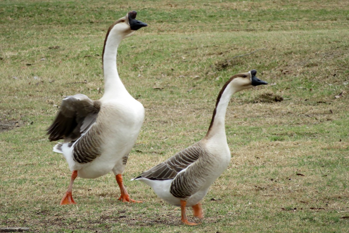 Swan Goose (Domestic type) - Kat Avila