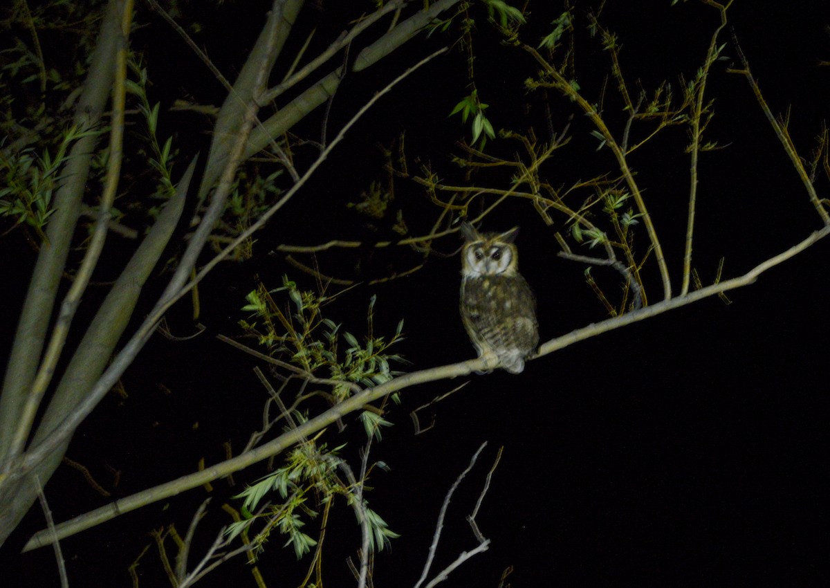 Striped Owl - ML306018311