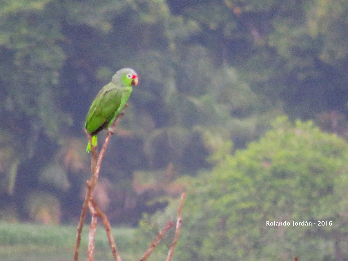 Red-lored Parrot - ML30602071