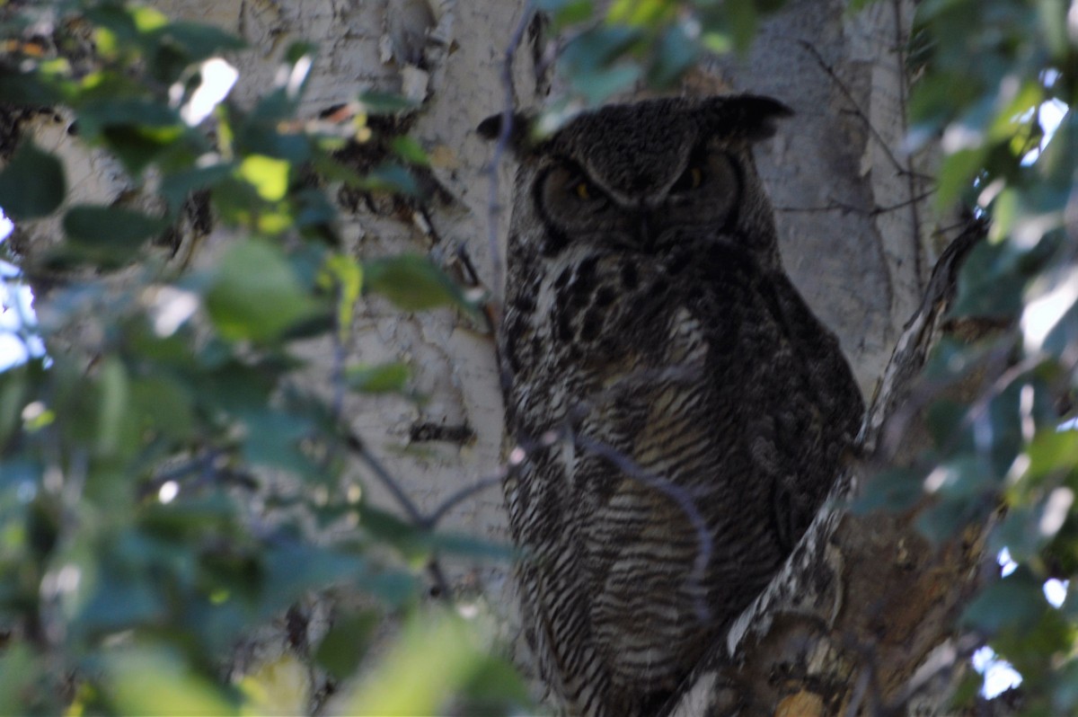 Great Horned Owl - ML30602091