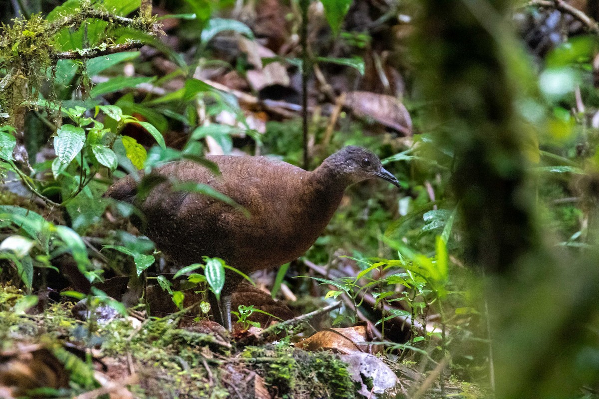 Tinamou à capuchon - ML306021981