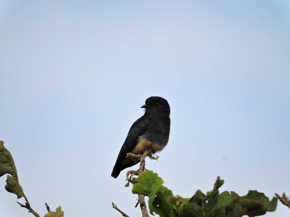 Swallow-winged Puffbird - ML30602241