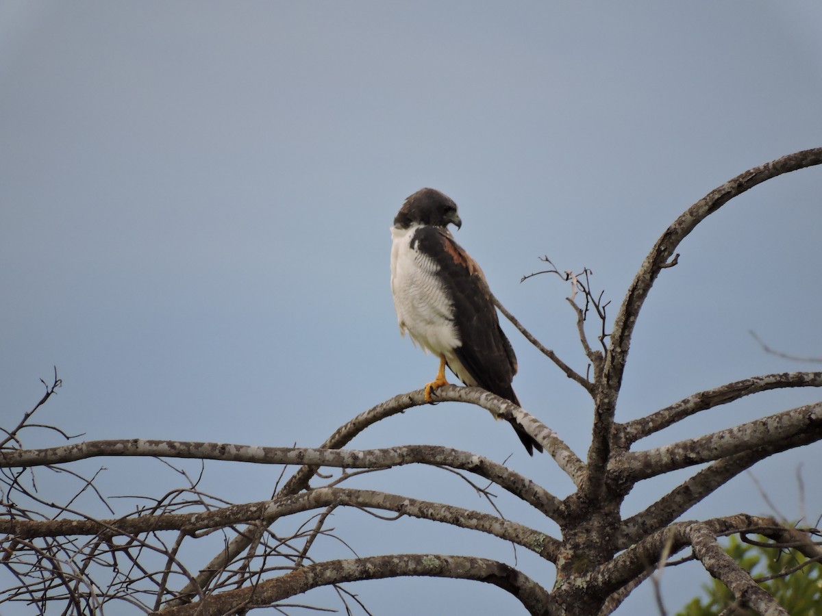 White-tailed Hawk - Edwin Munera