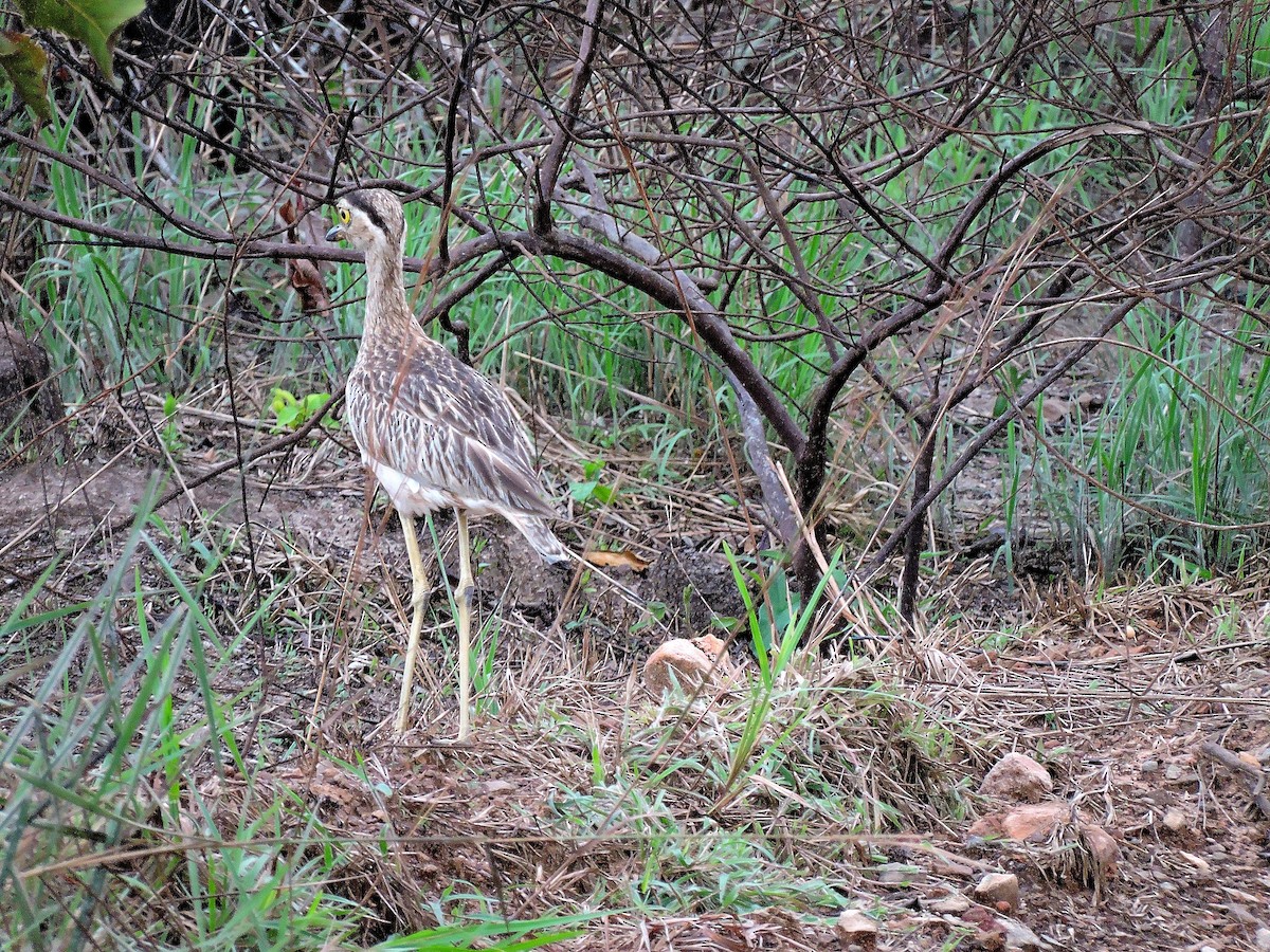Double-striped Thick-knee - ML30602301