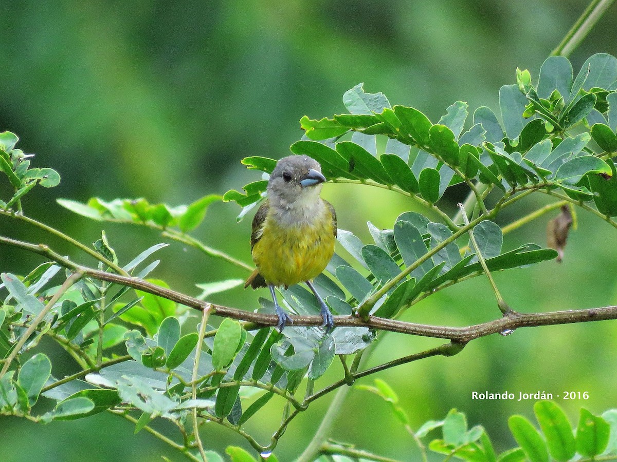 White-shouldered Tanager - ML30602331