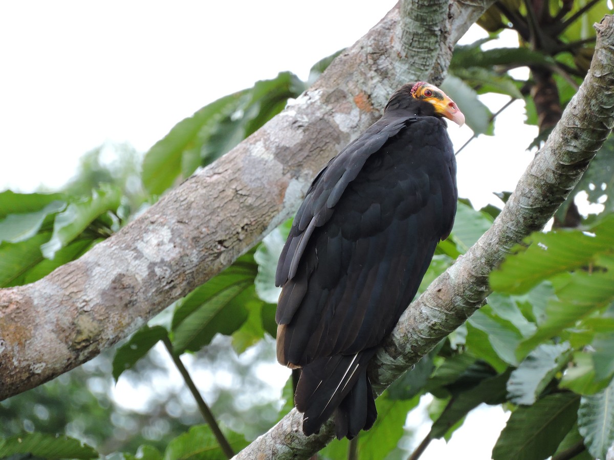 Greater Yellow-headed Vulture - ML30602481