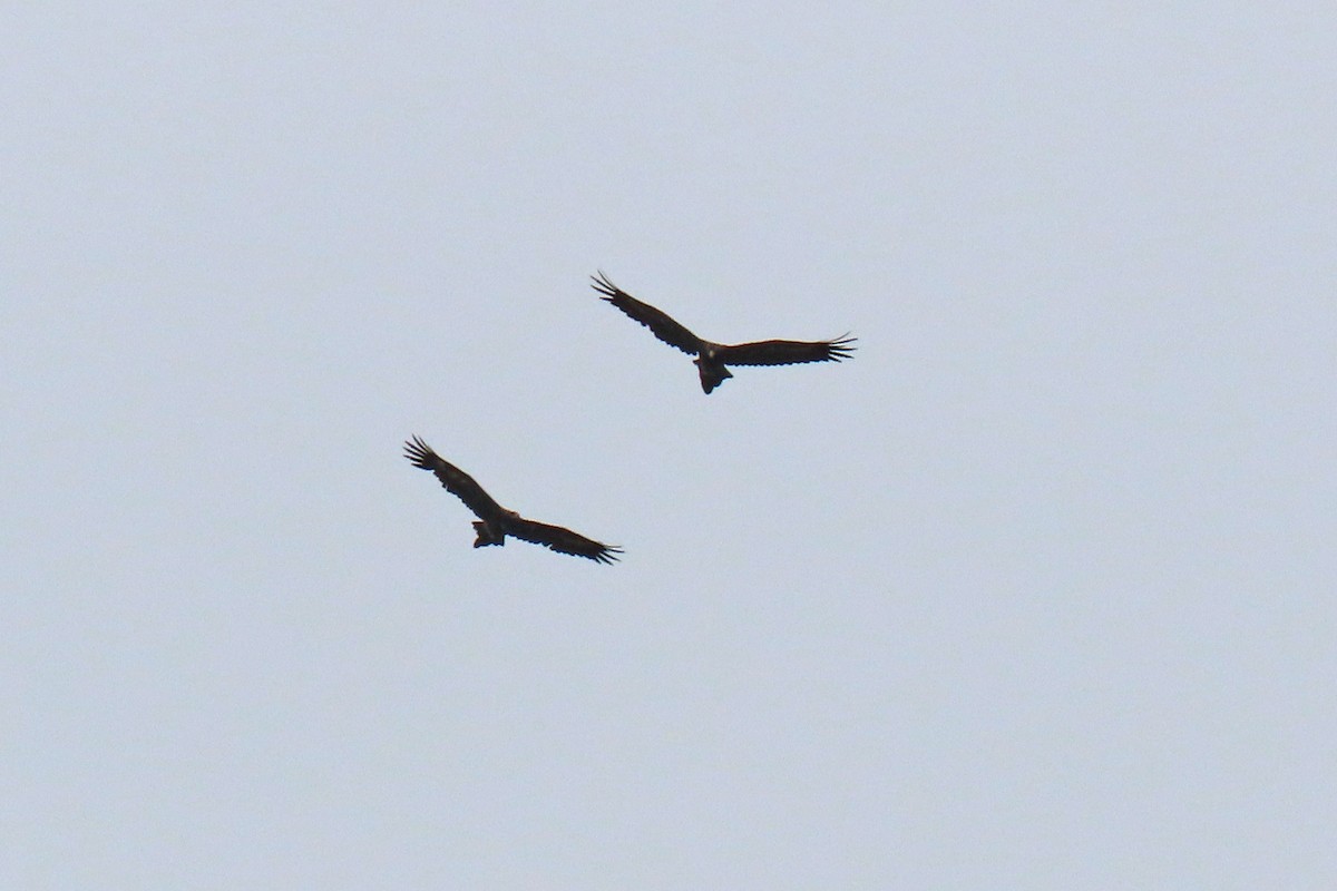 Wedge-tailed Eagle - ML306025301