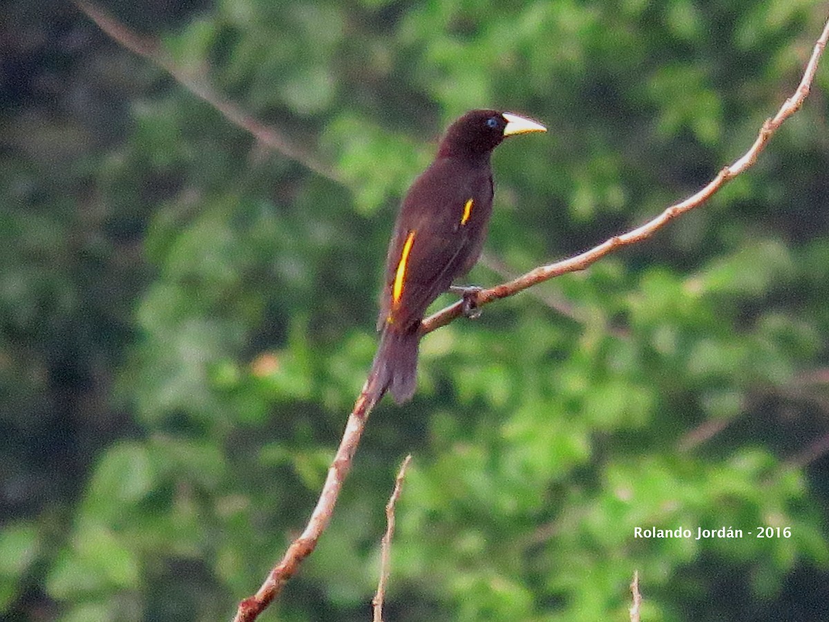 Yellow-rumped Cacique - ML30602741