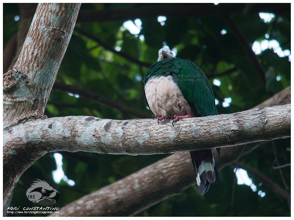 Pink-bellied Imperial-Pigeon - Adrian Constantino