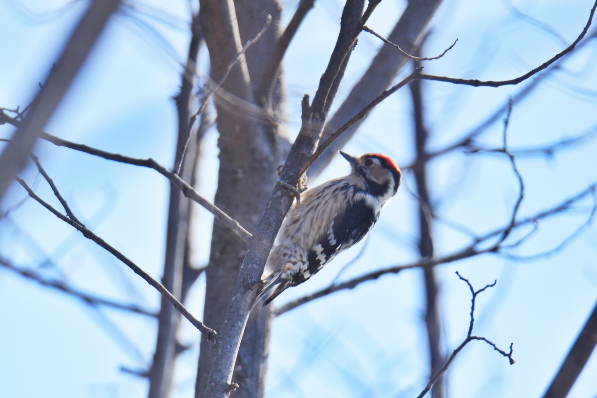 Lesser Spotted Woodpecker - David Montero Ávila