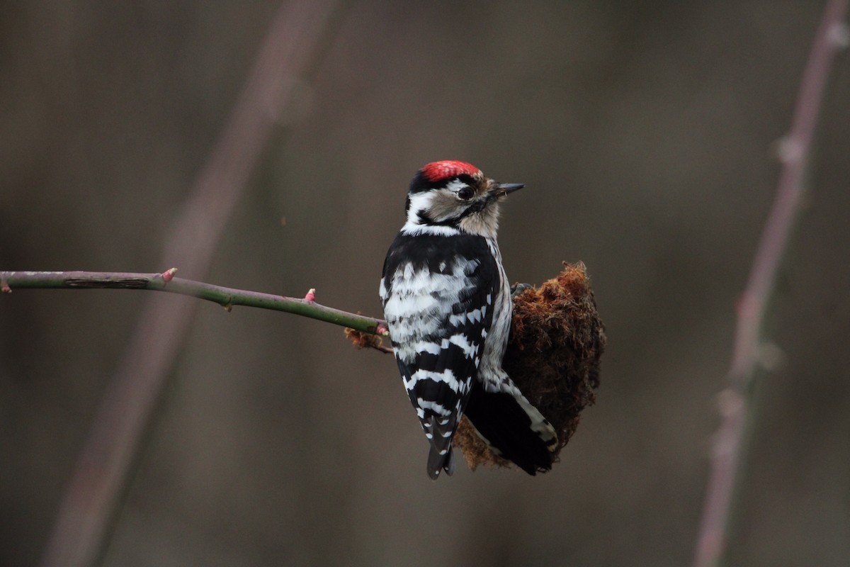 Lesser Spotted Woodpecker - ML306029981