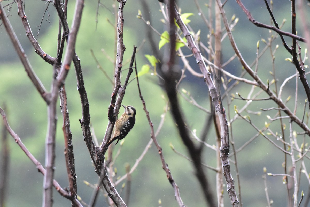 Gray-capped Pygmy Woodpecker - Pei-Tsen Liao