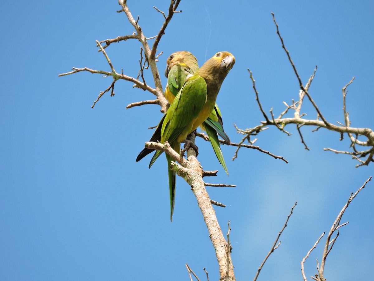 Brown-throated Parakeet - Edwin Munera