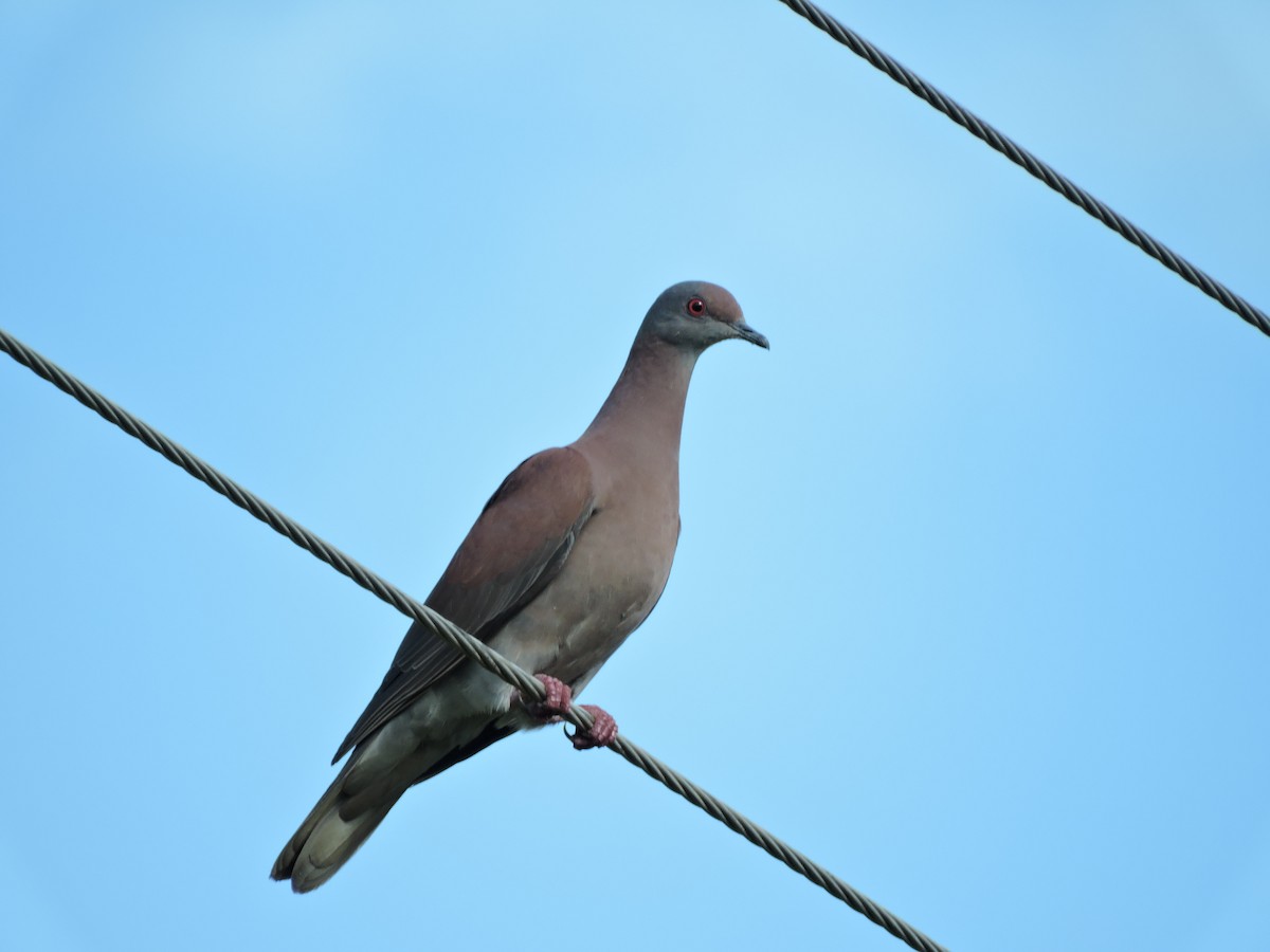 Pale-vented Pigeon - ML30603731