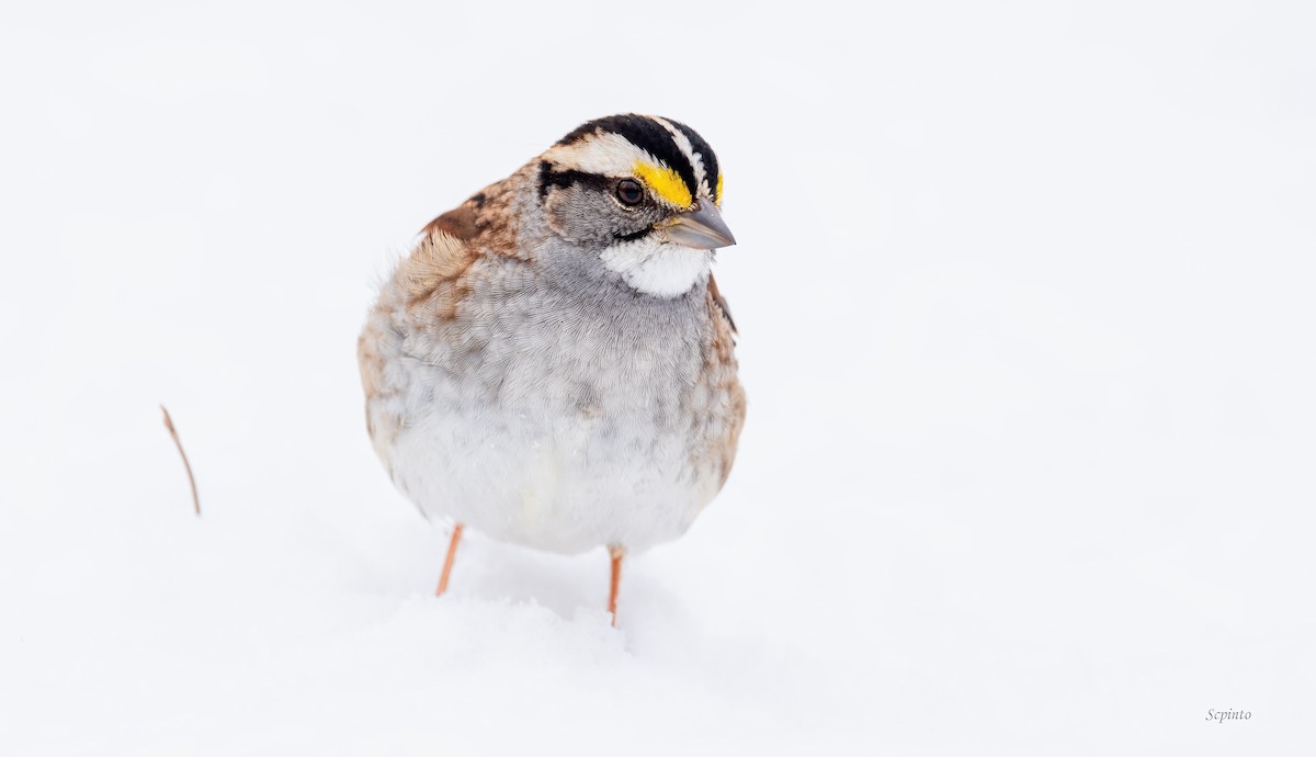 White-throated Sparrow - Shailesh Pinto