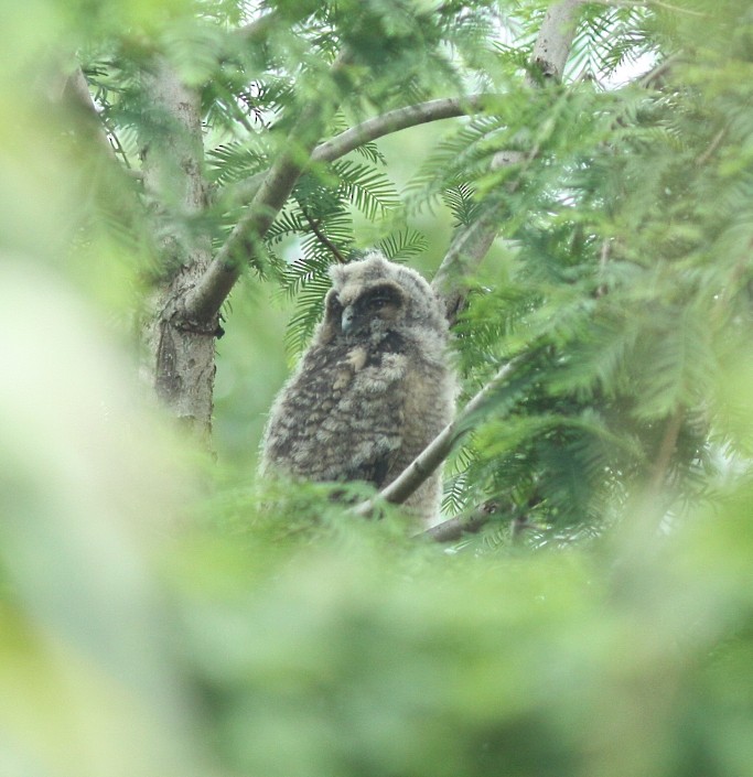 Long-eared Owl - ML306039431