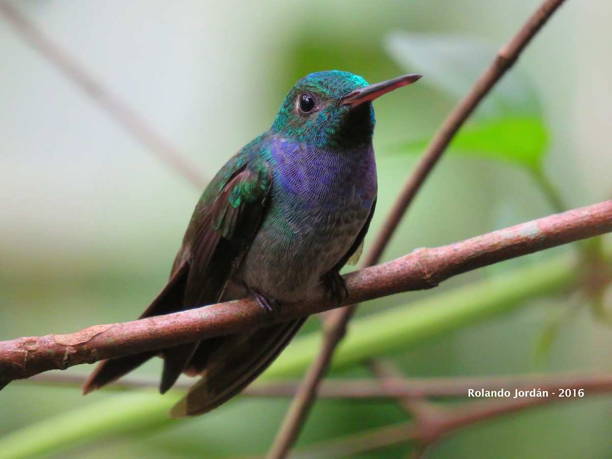 Blue-chested Hummingbird - Rolando Jordan
