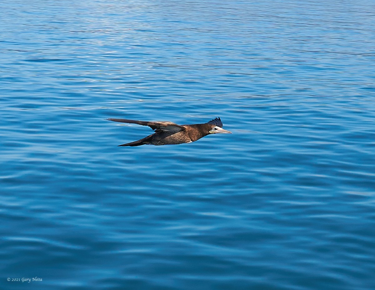 Brown Booby - ML306041821