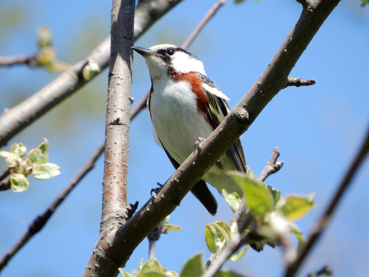 Chestnut-sided Warbler - Avery Fish