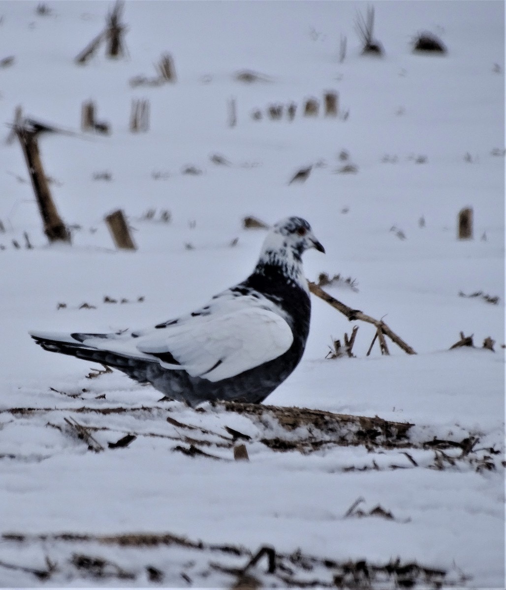 Rock Pigeon (Feral Pigeon) - Su Snyder