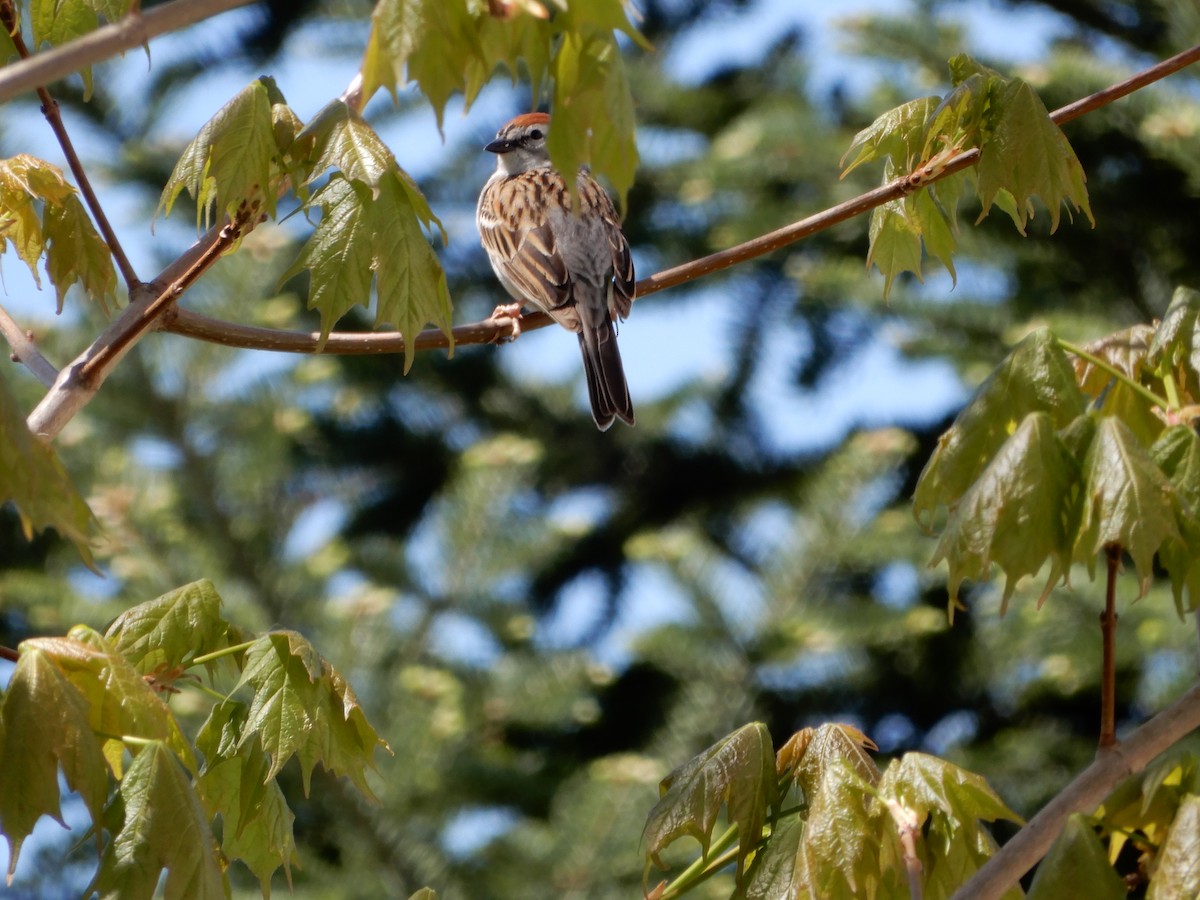 Chipping Sparrow - ML306042531