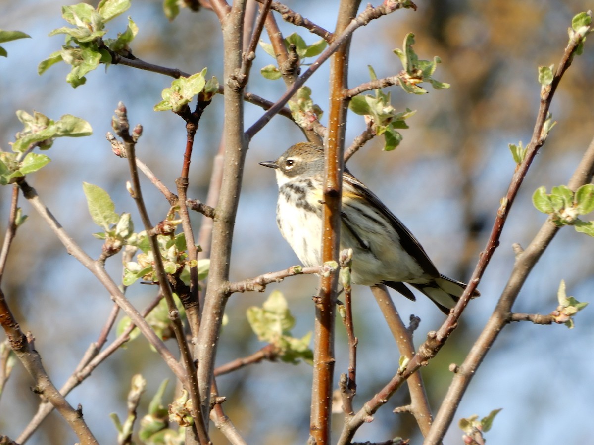 Yellow-rumped Warbler (Myrtle) - Avery Fish