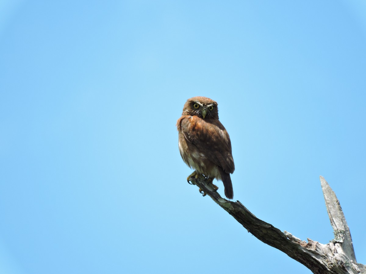 Ferruginous Pygmy-Owl - Edwin Munera