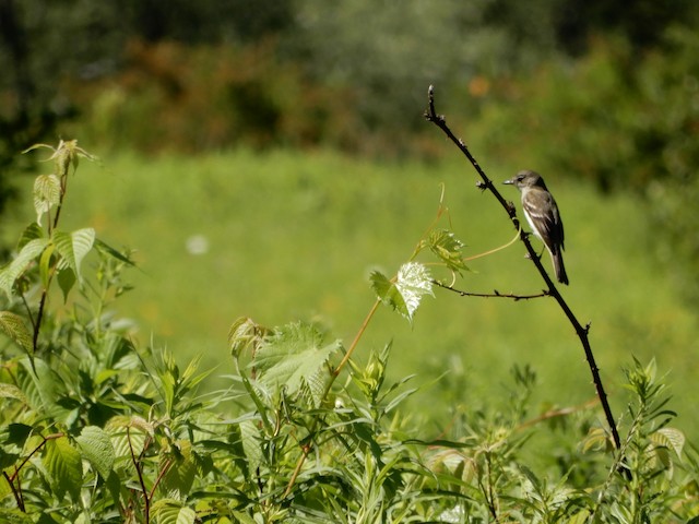 Alder Flycatcher