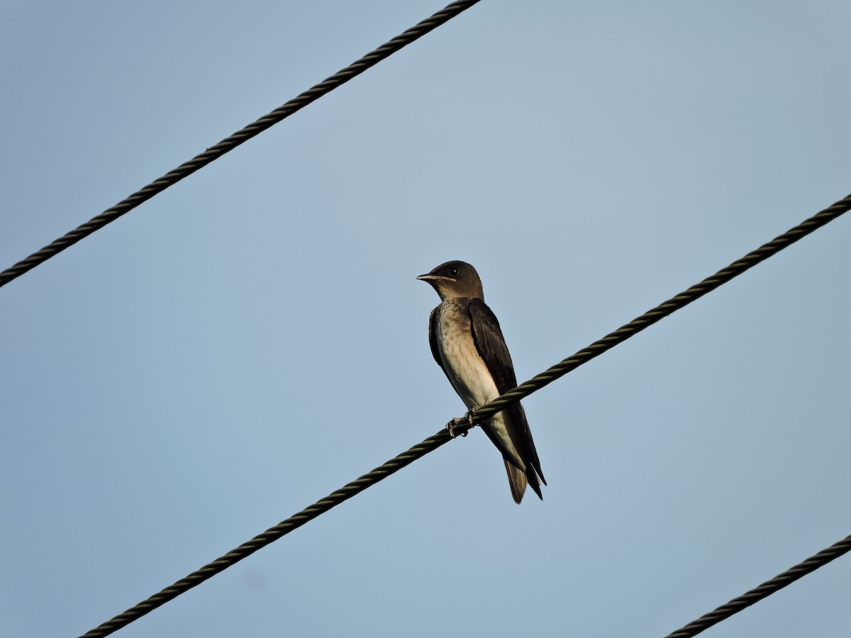 Brown-chested Martin - ML30605051