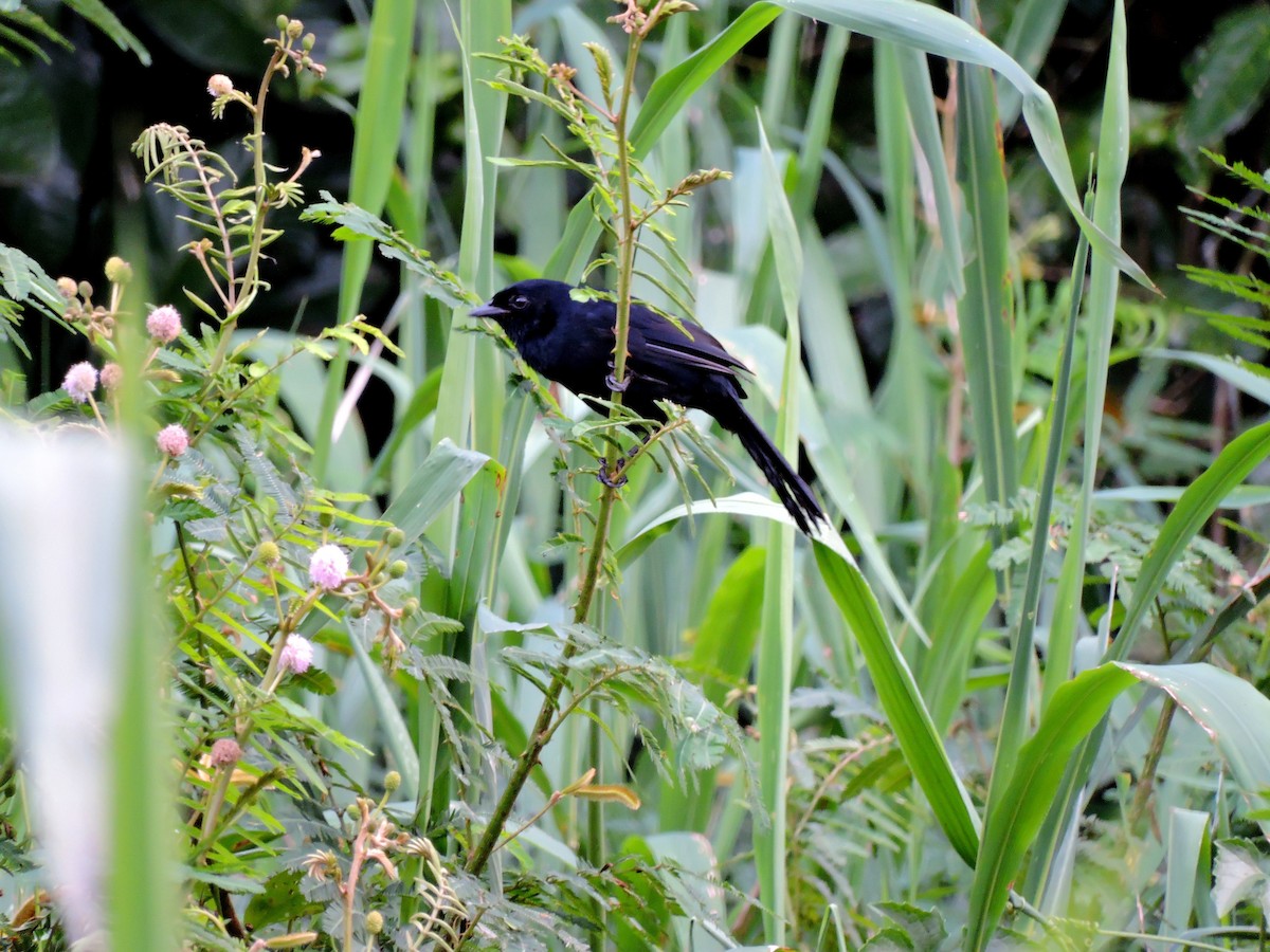 Velvet-fronted Grackle - Lampropsar tanagrinus - Birds of the World, image size:1200x900